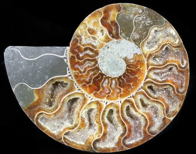 Polished Ammonite Fossil (Half) - Agatized #65004